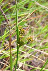 Juncus holoschoenus