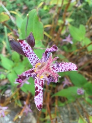 Tricyrtis