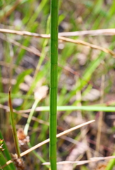 Juncus holoschoenus