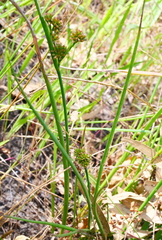 Juncus holoschoenus