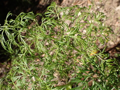 Ferula glauca