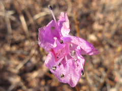 Rhododendron mucronulatum