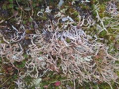 Cladonia ecmocyna occidentalis