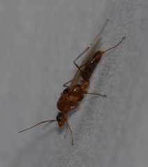 Camponotus variegatus