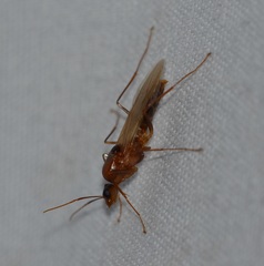 Camponotus variegatus