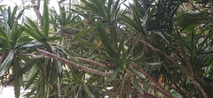 Dracaena