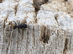 Camponotus sericeus