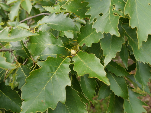 dwarf chinkapin oak