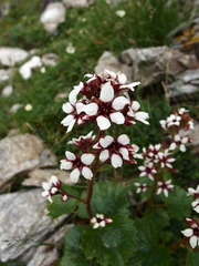 Boykinia richardsonii