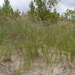 Sand Reedgrass - Photo (c) Wasyl Bakowsky, some rights reserved (CC BY-NC), uploaded by Wasyl Bakowsky