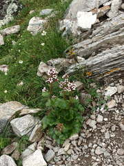 Boykinia richardsonii