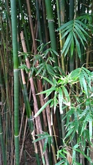 Bambusa dolichoclada