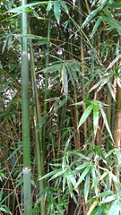 Bambusa dolichoclada