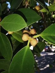 Ficus salicifolia