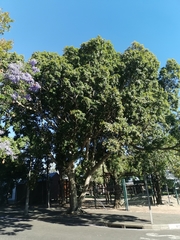 Ficus salicifolia