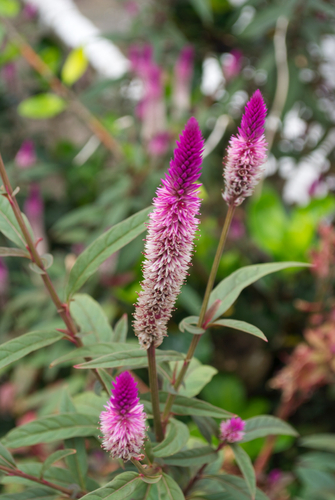 Celosia spicata