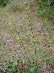 Solidago hispida huronensis