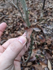 Crataegus berberifolia