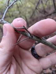 Crataegus berberifolia