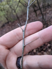 Crataegus berberifolia