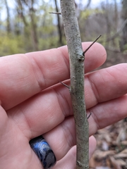Crataegus berberifolia