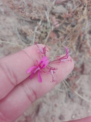 Pelargonium triphyllum