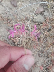 Pelargonium triphyllum