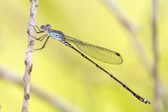 Indolestes tenuissimus