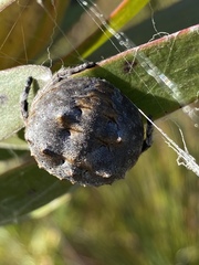 Caerostris corticosa