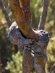 Caerostris corticosa