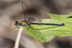 Austroargiolestes aureus