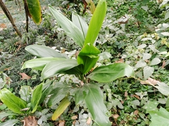 Cordyline manners-suttoniae