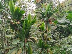 Cordyline manners-suttoniae