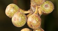 Ficus sur