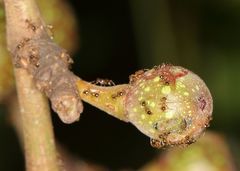Ficus sur