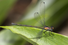 Austroargiolestes aureus