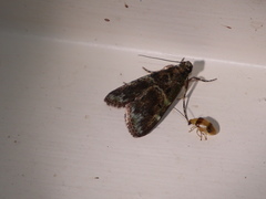 Orthaga atribasalis