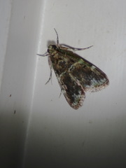 Orthaga atribasalis