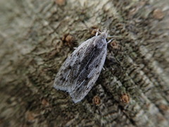 Scythropiodes leucostola