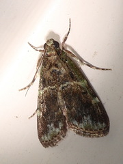 Orthaga atribasalis