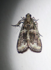 Orthaga atribasalis
