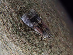 Acrobasis bellulella