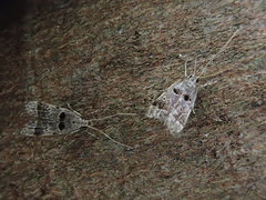 Deltoplastis apostatis