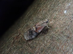 Acrobasis bellulella