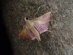 Endotricha minialis