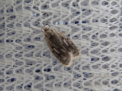 Scythropiodes leucostola