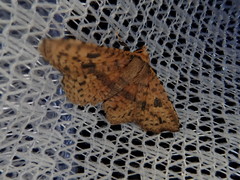 Striglina suzukii