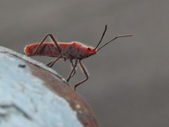 Thunbergia marginata