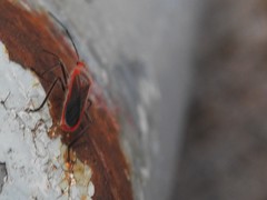 Thunbergia marginata