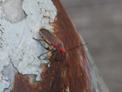 Thunbergia marginata